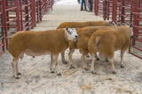 Longtown Mart - Kelso Ram Sale - Sunday 13th September 2020 (4)